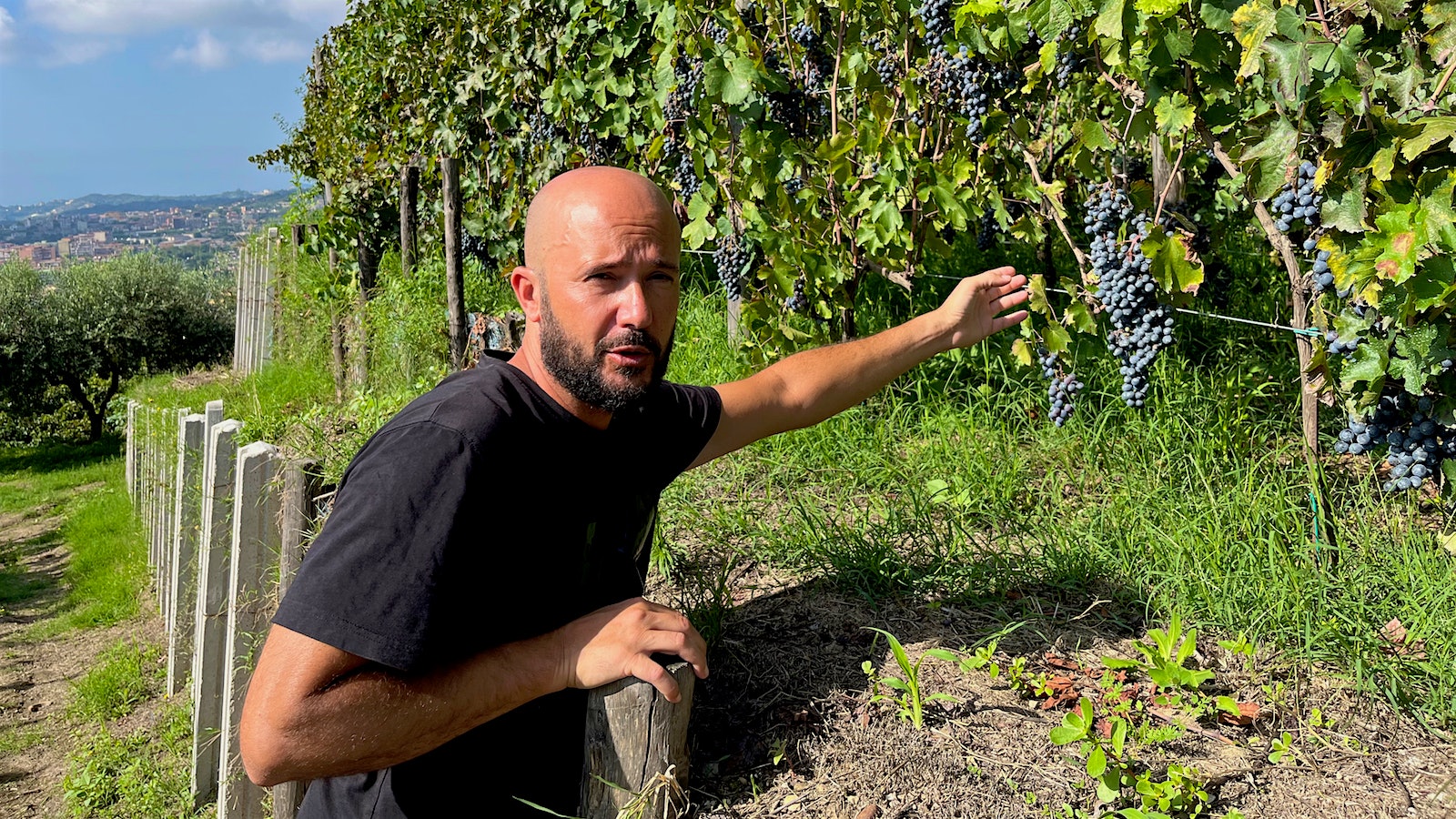 Gerardo Vernazzaro checks out some of Cantine Degli Astroni's Piedirosso grapes as the family winery approaches harvest time.
